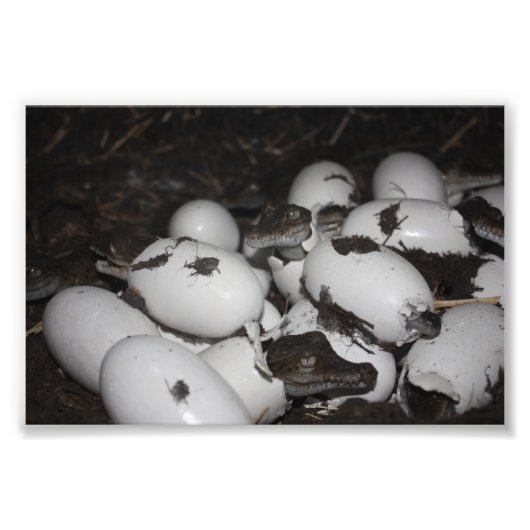 ベビーワニ フォトプリント            (正面)