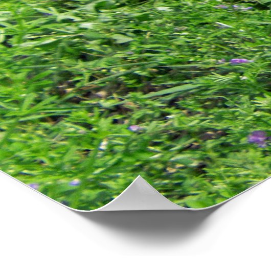 ベビーワニ ポスター (角)