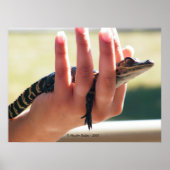 ベビーワニ ポスター (正面)