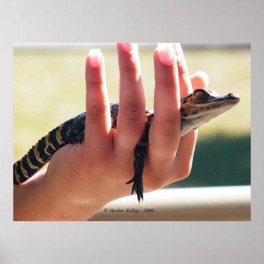 ベビーワニ ポスター (正面)