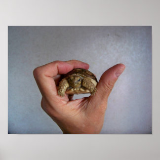ベビー亀のポスター ポスター