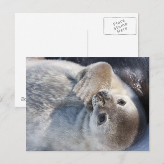 ベビー印 ポストカード (正面/裏面)