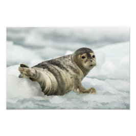 ベビー大切シール フォトプリント           