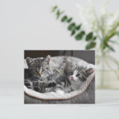 ベビー子猫はがき ポストカード (スタンド正面)
