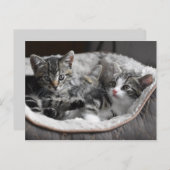 ベビー子猫はがき ポストカード (正面/裏面)
