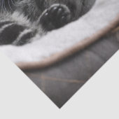 ベビー子猫ティッシュペーパー 薄葉紙 (詳細)