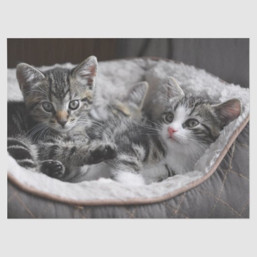 ベビー子猫ティッシュペーパー 薄葉紙 (正面)