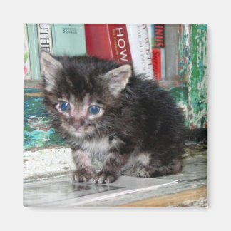 ベビー子猫 マグネット