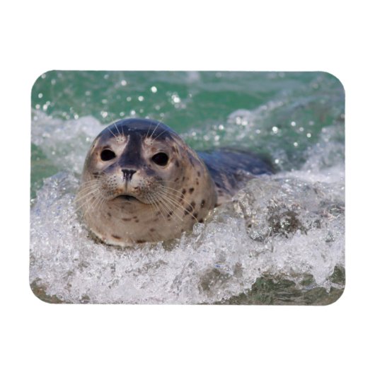 ベビー封印サーフィン マグネット (横)