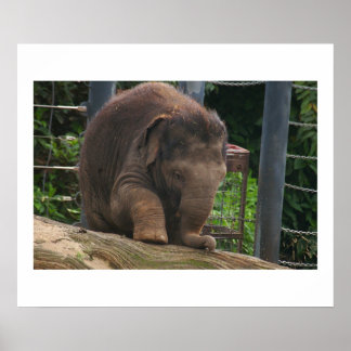 ベビー手順 ポスター