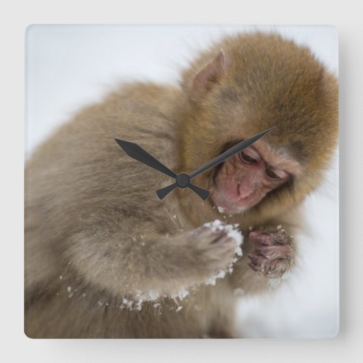 ベビー日本のマカク | Snow Monkey スクエア壁時計 (正面)
