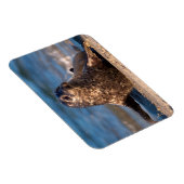 ベビー来が子どもの池に上陸する マグネット (右側)