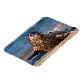 ベビー来が子どもの池に上陸する マグネット (左側)