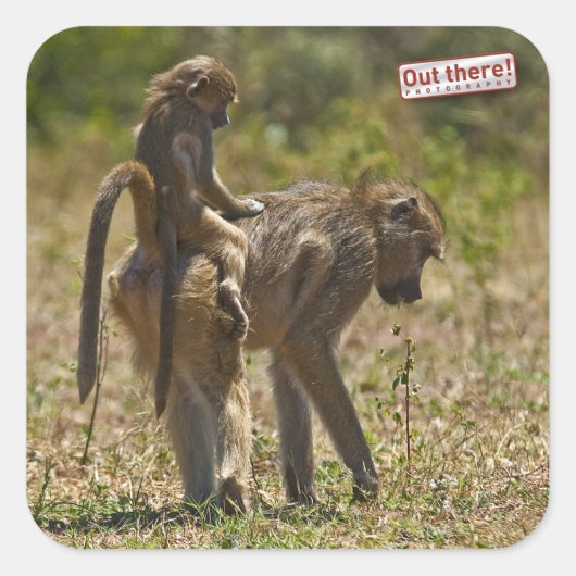 ベビー気に スクエアシール (正面)