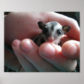 ベビー滑空機 ポスター (正面)