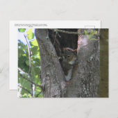 ベビー灰色のリスは木のポストクロッシング ポストカード (正面/裏面)