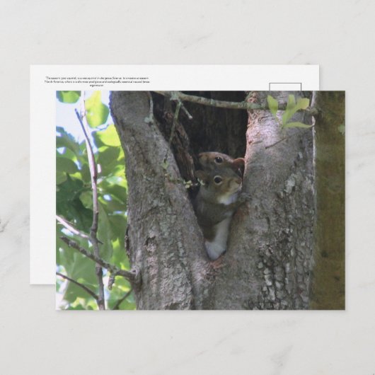 ベビー灰色のリスは木のポストクロッシング ポストカード (正面/裏面)