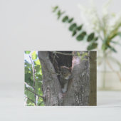 ベビー灰色のリスは木のポストクロッシング ポストカード (スタンド正面)