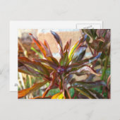 ベビー牡丹バド ポストカード (正面/裏面)