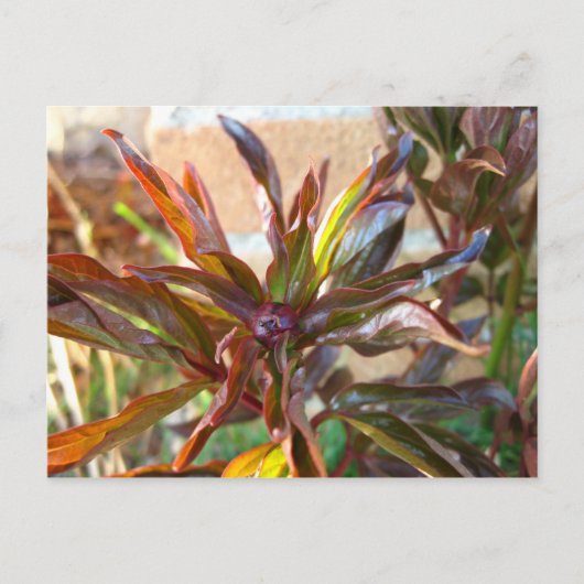 ベビー牡丹バド ポストカード (正面)