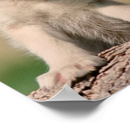 ベビー狼 ポスター (角)