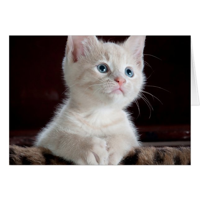 ベビー猫 (正面横)