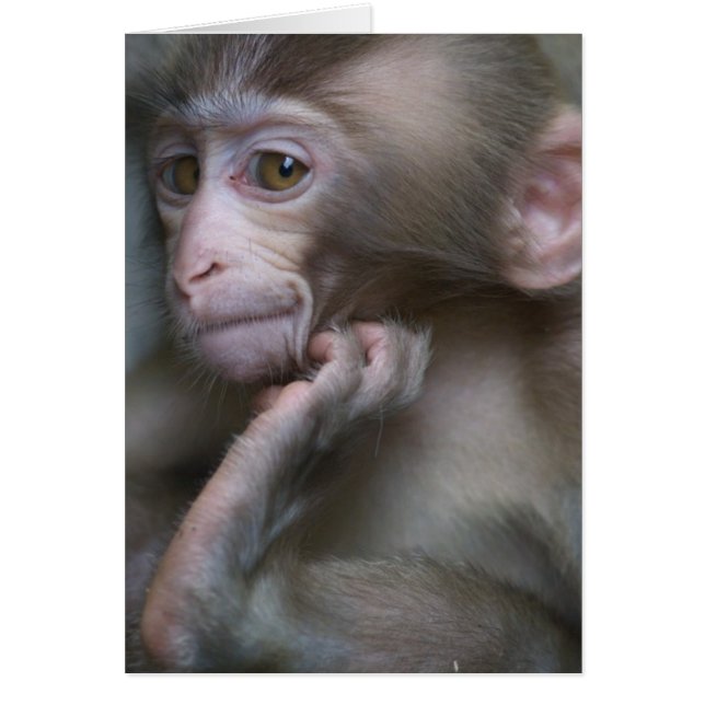 ベビー猿 (正面)