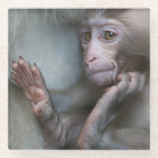 ベビー猿 ガラスコースター (正面)