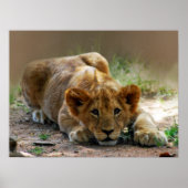 ベビー獅子子 ポスター (正面)