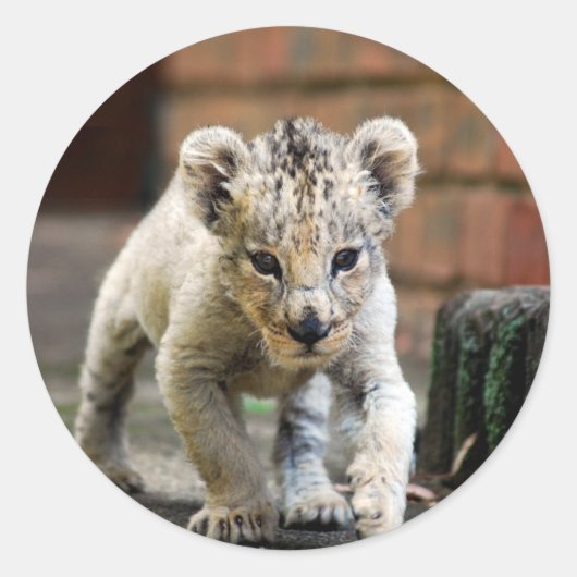 ベビー獅子遊歩者 ラウンドシール (正面)