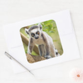 ベビー環形雑音 スクエアシール (封筒)