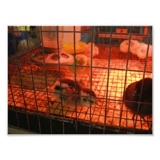 ベビー生まれたばかりのチックインインキュベーター フォトプリント            (正面)