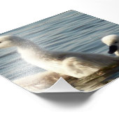 ベビー白鳥 フォトプリント            (角)