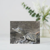 ベビー矮ワニ ポストカード (スタンド正面)