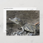 ベビー矮ワニ ポストカード (正面/裏面)