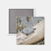 ベビー絵を描タートルマグネット マグネット (正面/裏面)