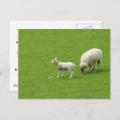 ベビー羊の母親との写真 ポストカード (正面/裏面)