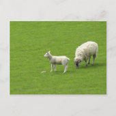 ベビー羊の母親との写真 ポストカード (正面)