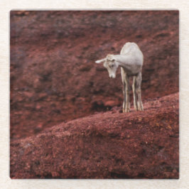 ベビー羊の赤い岩 ガラスコースター