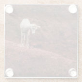 ベビー羊の赤い岩 ガラスコースター (裏面)