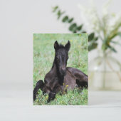 ベビー群が牧草地に横たわっている ポストカード (スタンド正面)