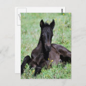 ベビー群が牧草地に横たわっている ポストカード (正面/裏面)