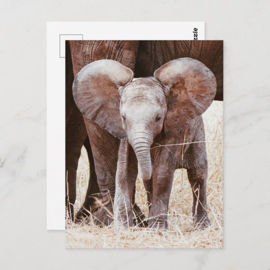 ベビー象かわいいアフリカゾウと母 ポストカード (正面/裏面)