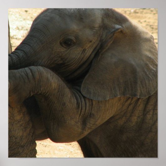 ベビー象プリント ポスター (正面)