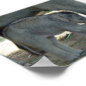 ベビー象プリント ポスター (角)