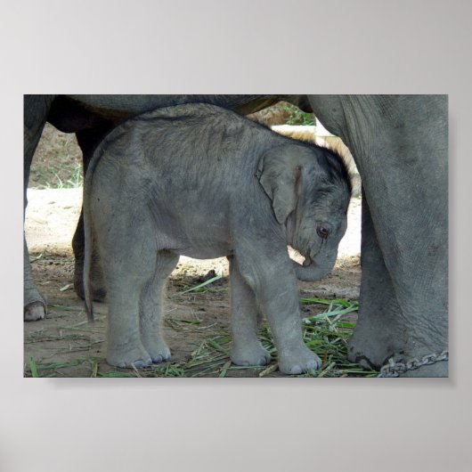 ベビー象プリント ポスター (正面)