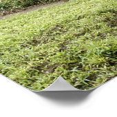 ベビー象ポスター ポスター (角)