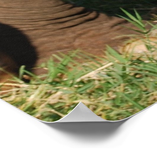 ベビー象 ポスター (角)