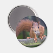 ベビー赤磁石 マグネット (正面/裏面)