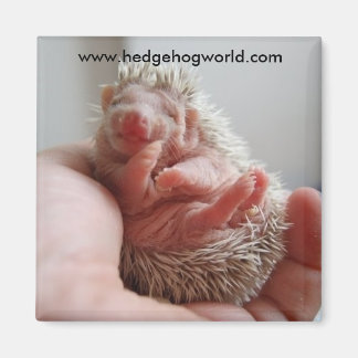 ベビー足磁石 マグネット